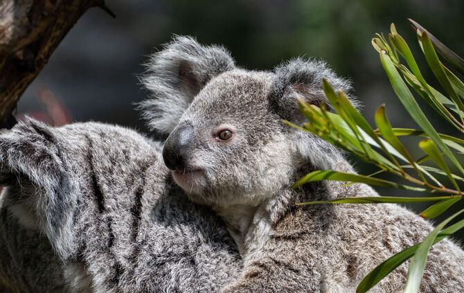 Koala Borobi wurde nur eineinhalb Jahre alt.
