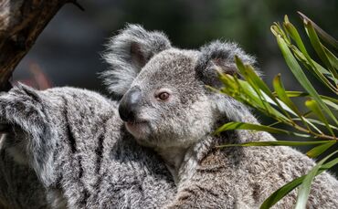 Koala Borobi wurde nur eineinhalb Jahre alt.