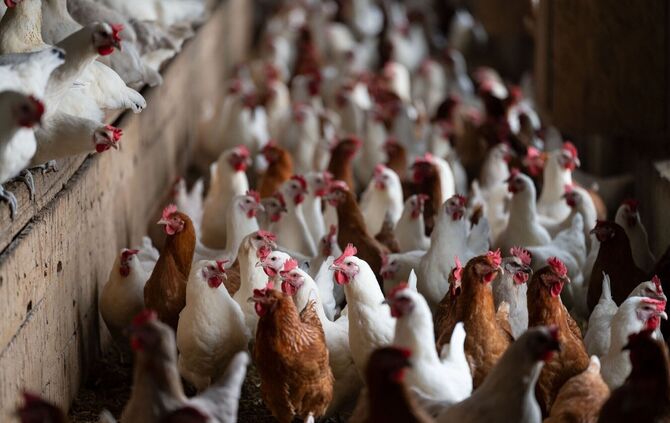 Stallpflicht für Geflügel in Teilen des Enzkreises. (Symbolbild)