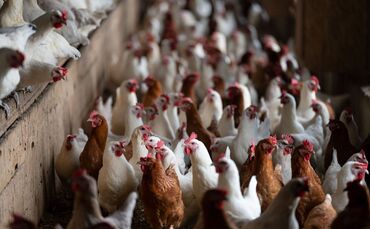 Stallpflicht für Geflügel in Teilen des Enzkreises. (Symbolbild)