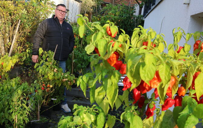 Heiko Haller züchtet in Urbach einige der schärfsten Chili-Sorten.