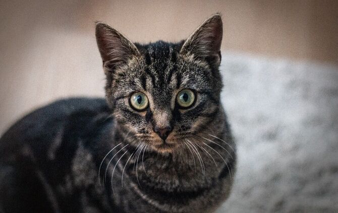 Manni ist eine europäische Kurzhaarkatze, die aktuell in einer Pflegestelle des Tierschutzvereins Waiblingen zusammen mit zwei w