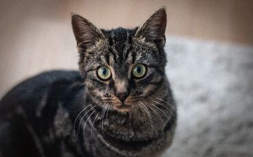 Manni ist eine europäische Kurzhaarkatze, die aktuell in einer Pflegestelle des Tierschutzvereins Waiblingen zusammen mit zwei w