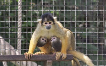 KW 28a Nachwuchs bei den Totenkopfäffchen 09.07.2020 Bild 1