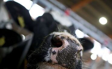 Erstmals sind in Europa bei einer Kuh Antikörper gegen die Vogelgrippe festgestellt worden. (Symbolbild)