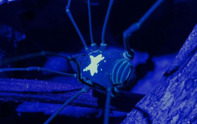 Leuchtender Weberknecht