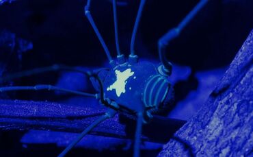 Leuchtender Weberknecht