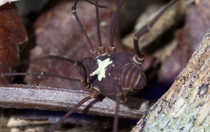 Leuchtender Weberknecht