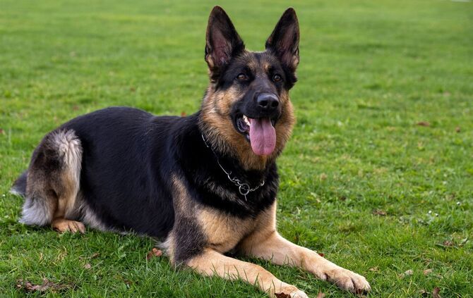 Ein Hund muss sterben, weil die Halterin offenbar überfordert war. (Symbolbild)