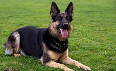 Ein Hund muss sterben, weil die Halterin offenbar überfordert war. (Symbolbild)