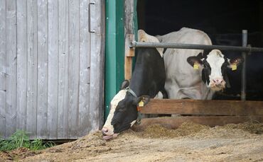 Prozesse Tierschutz-Verstöße im Allgäu