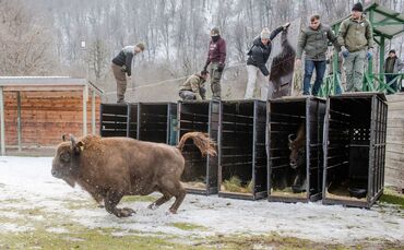 Schnell raus aus der Kiste - das Leben in Freiheit ist für die Tiere neu (Handoutbilder).