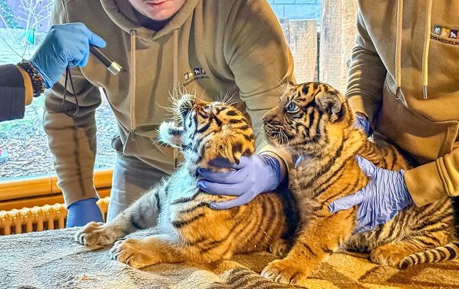 Zwei im Zoo Heidelberg geborene Tigerjungtiere