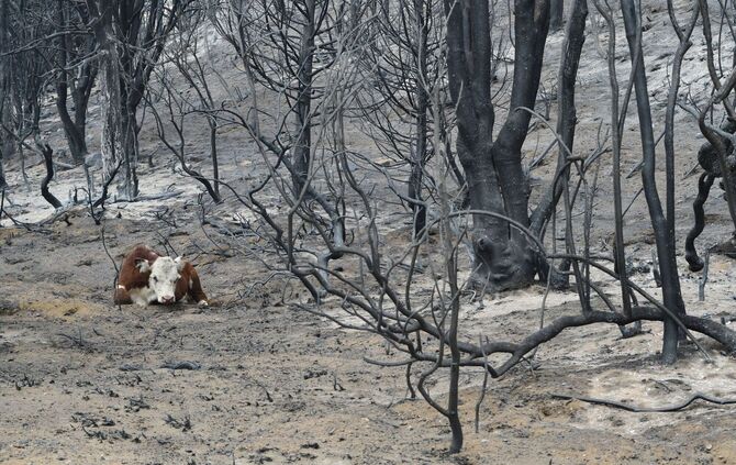 Waldbrände in Argentinien