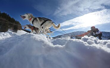 Internationales Schlittenhunderennen