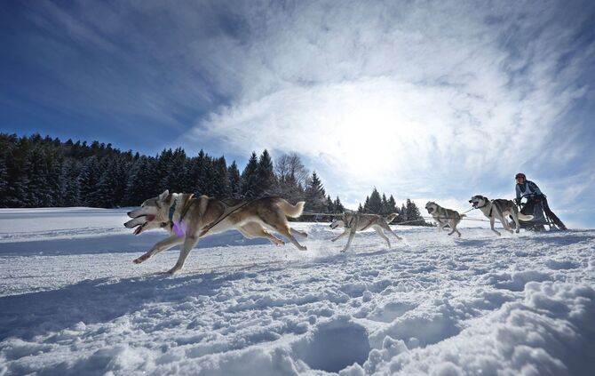 Internationales Schlittenhunderennen