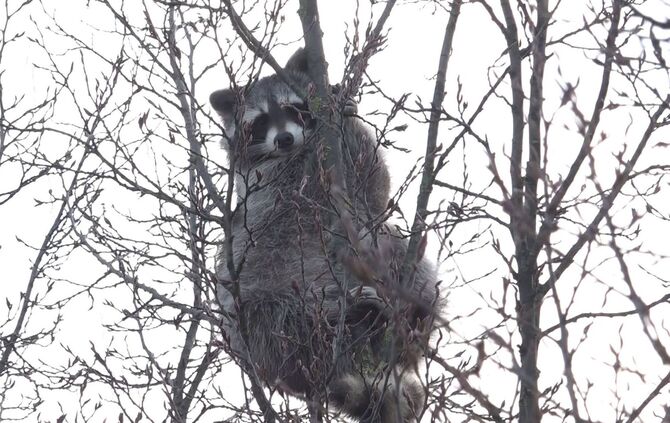 Waschbär im Baum sorgt für Aufsehen