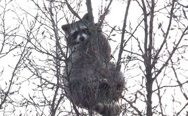 Waschbär im Baum sorgt für Aufsehen