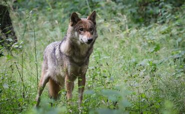 Wolf im Tierpark