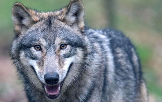 Illustration zu Wölfe in Hessen