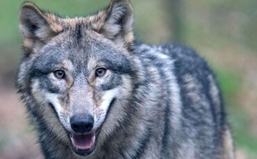 Illustration zu Wölfe in Hessen