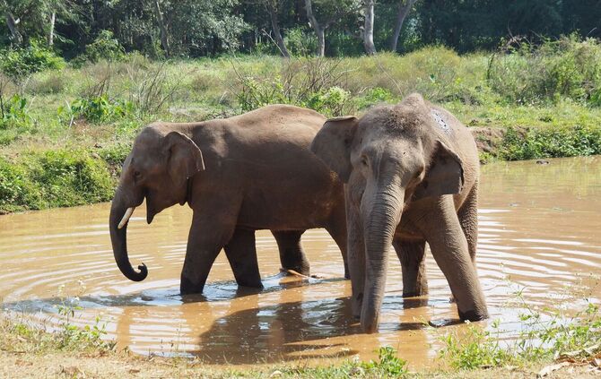 Asiatische Elefanten in Thailand