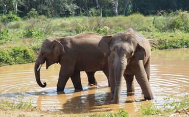 Asiatische Elefanten in Thailand