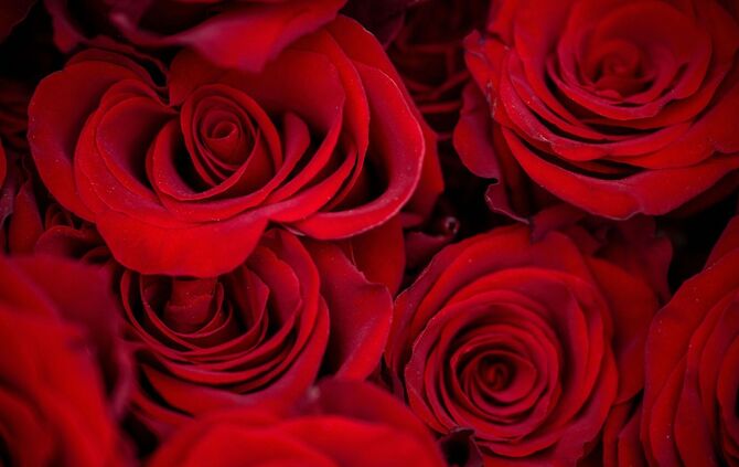 Vor dem Valentinstag - Rote Rosen