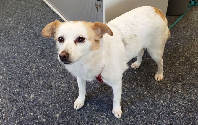 Dieser Hund war entlaufen - und trug keine Hundemarke. Das veranlasste die Stadt Welzheim, auf ihrer Webseite über richtiges Vor