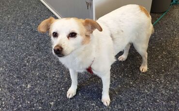 Dieser Hund war entlaufen - und trug keine Hundemarke. Das veranlasste die Stadt Welzheim, auf ihrer Webseite über richtiges Vor