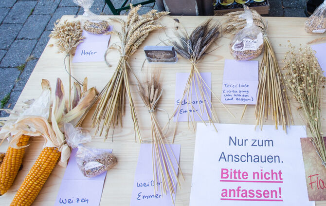 Kirbe bei bestem Wetter - Bild 07_8