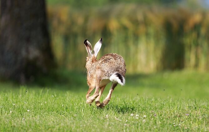 Feldhase Hase Hasenpest Symbol Symbolfoto