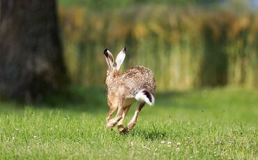 Feldhase Hase Hasenpest Symbol Symbolfoto
