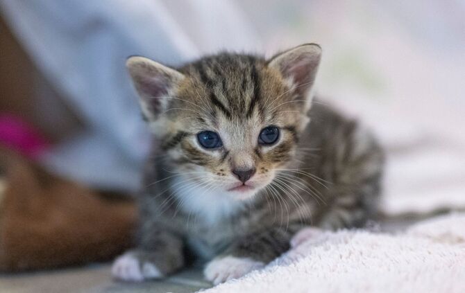 In Freiburg sind drei Katzenbabys in einem Bach ausgesetzt worden. (Symbolbild)
