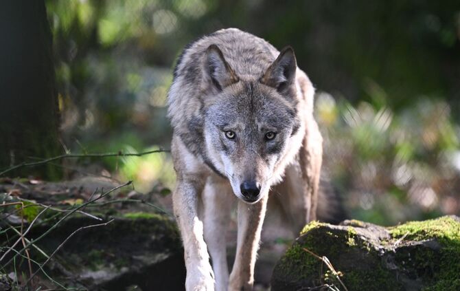 Der Wolf – derzeit vor allem der Wolf auf der Hornisgrinde – polarisiert, er begeistert und verängstigt. (Symbolbild)