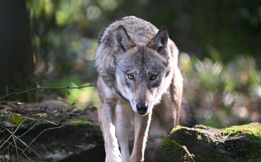 Der Wolf – derzeit vor allem der Wolf auf der Hornisgrinde – polarisiert, er begeistert und verängstigt. (Symbolbild)