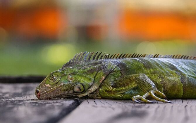 In Südflorida gelten die Tiere als Plage. (Archivfoto)