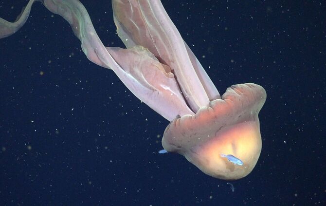 Forscher filmen riesige Qualle in argentinischer Tiefsee