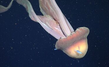 Forscher filmen riesige Qualle in argentinischer Tiefsee