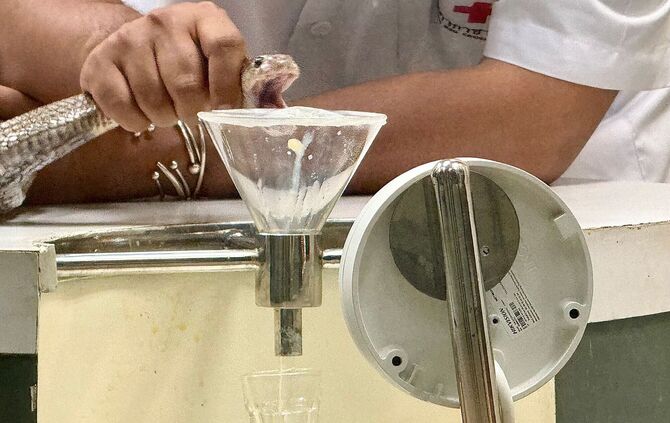 Schlangenfarm in Bangkok zur Herstellung von Antiserum