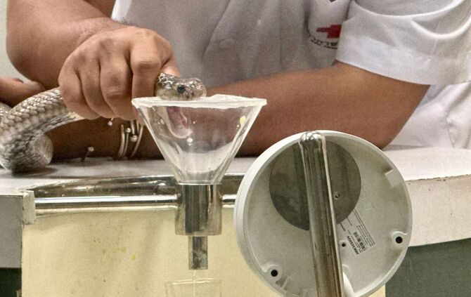 Schlangenfarm in Bangkok zur Herstellung von Antiserum