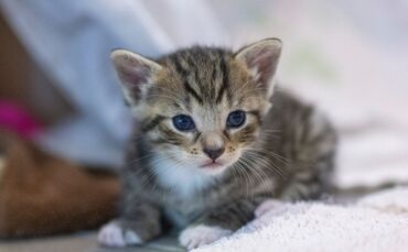 Eine Frau soll in Freiburg Katzen in einen Bach geworfen haben (Symbolbild)