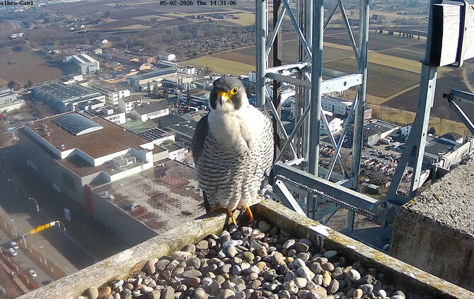 Die geflügelten Bewohner des Schwabenlandtowers sind ab sofort wieder zu sehen.