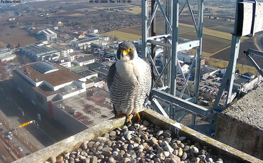 Die geflügelten Bewohner des Schwabenlandtowers sind ab sofort wieder zu sehen.
