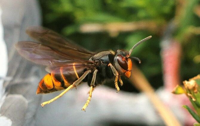 Die Asiatische Hornisse ist dunkler gefärbt als die geschützte Europäische Hornisse. Außerdem ist sie kleiner.