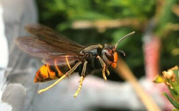 Die Asiatische Hornisse ist dunkler gefärbt als die geschützte Europäische Hornisse. Außerdem ist sie kleiner.