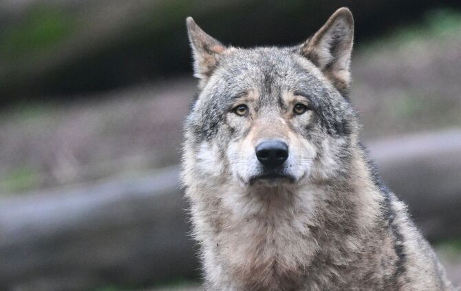 Ein Wolf hat Schafe im Nordschwarzwald gerissen. (Symbolbild)