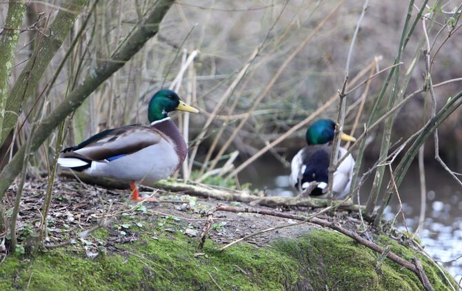 Der erste Halt könnte die Idylle am Ententeich sein. (Archivbild)