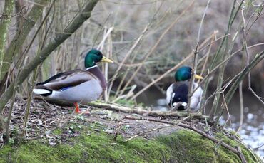 Der erste Halt könnte die Idylle am Ententeich sein. (Archivbild)