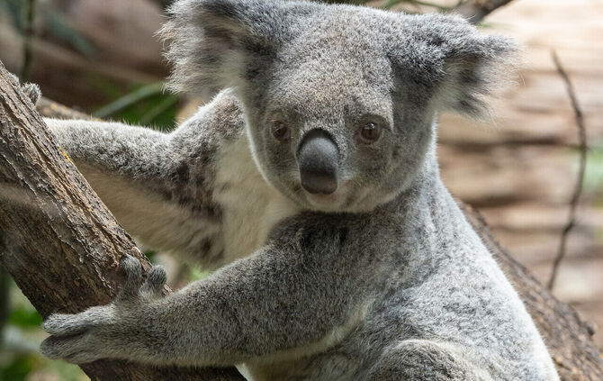 Eine traurige Nachricht aus der Wilhelma: Erneut ist ein Koala eingeschläfert worden.